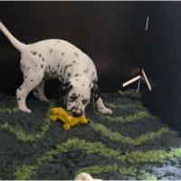 IMG_20241112_121655