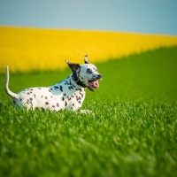 Humphrey Farbenfroh