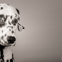 Prof. Caprilli - http://www.caprilli-dalmatians.com/our-dalmatians/dalmatians-at-stud/dalmatian-humphrey