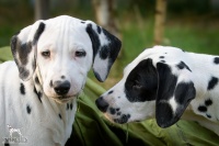 20250328_D-Wurf_64508