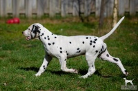 20250329_D-Wurf_64640