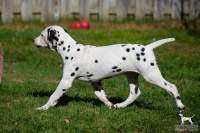 20250329_D-Wurf_64641