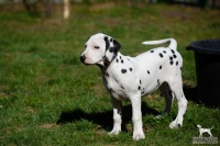 20250329_D-Wurf_64646