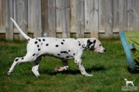 20250329_D-Wurf_64667