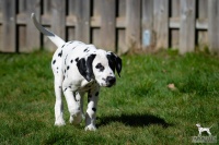 20250329_D-Wurf_64672