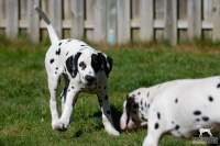 20250329_D-Wurf_64675