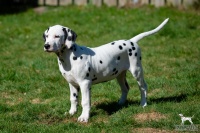 20250329_D-Wurf_64679