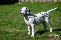 20250329_D-Wurf_64680