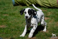 20250329_D-Wurf_64690