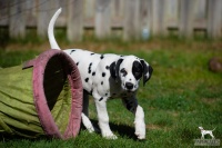 20250329_D-Wurf_64724