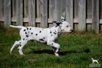 20250329_D-Wurf_64730