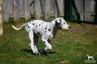 20250329_D-Wurf_64736