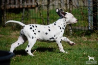 20250329_D-Wurf_64738