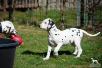 20250329_D-Wurf_64741