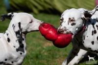 20250329_D-Wurf_64744