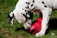 20250329_D-Wurf_64756