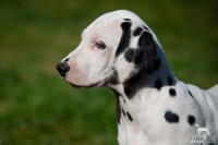 20250329_D-Wurf_64765