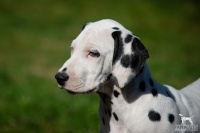 20250329_D-Wurf_64766