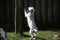 20250329_D-Wurf_64773