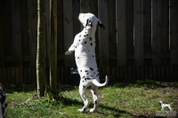 20250329_D-Wurf_64774