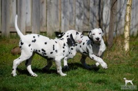 20250329_D-Wurf_64790