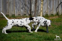 20250329_D-Wurf_64791