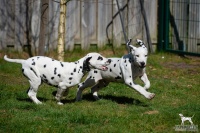 20250329_D-Wurf_64792