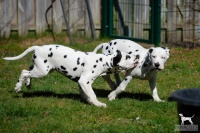 20250329_D-Wurf_64793