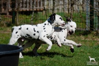 20250329_D-Wurf_64796