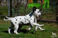 20250329_D-Wurf_64798