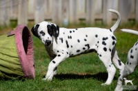 20250329_D-Wurf_64836