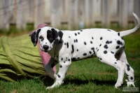 20250329_D-Wurf_64840