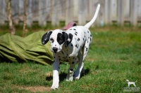 20250329_D-Wurf_64842