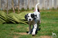 20250329_D-Wurf_64843