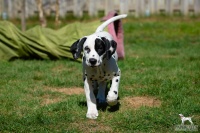 20250329_D-Wurf_64845