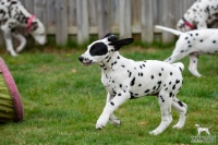 20250330_D-Wurf_64990