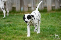 20250330_D-Wurf_65001