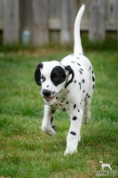 20250330_D-Wurf_65002