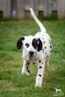 20250330_D-Wurf_65003