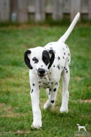 20250330_D-Wurf_65004