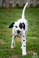 20250330_D-Wurf_65005