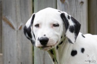 20250330_D-Wurf_65008