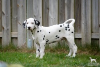 20250330_D-Wurf_65009