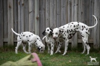 20250330_D-Wurf_65014