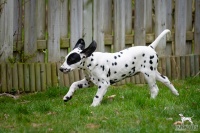 20250330_D-Wurf_65026