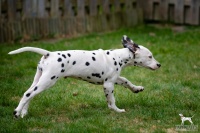 20250330_D-Wurf_65044