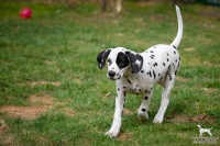 20250330_D-Wurf_65074