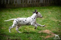 20250330_D-Wurf_65078