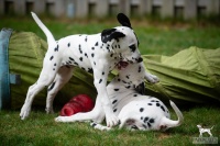 20250330_D-Wurf_65087