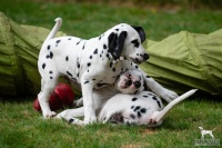 20250330_D-Wurf_65088